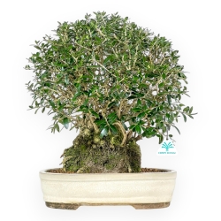Olea Europaea Sylvestris - Olivo - 45 cm