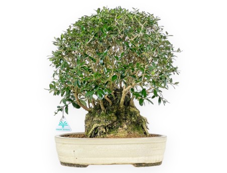 Olea Europaea Sylvestris - European Olive - 45 cm