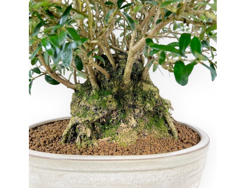 Olea Europaea Sylvestris - Olivier Européen - 45 cm