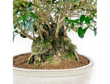 Olea Europaea Sylvestris - Olivier Européen - 45 cm