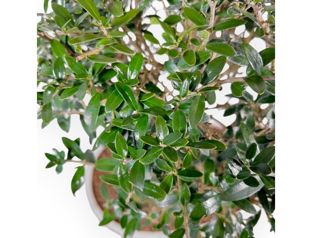 Olea Europaea Sylvestris - Olivier Européen - 45 cm 2