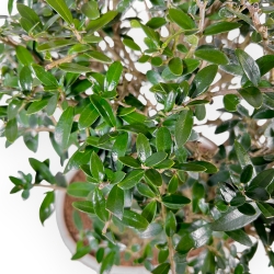 Olea Europaea Sylvestris - Olivo - 45 cm
