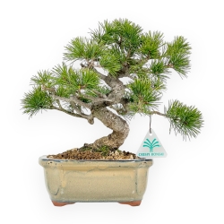 Pinus Pentaphylla Nasukomachi - Pino - 27 cm