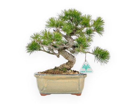 Pinus Pentaphylla Nasukomachi - Pine five needles - 28 cm