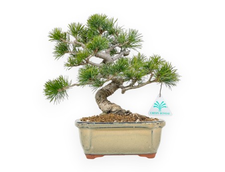 Pinus Pentaphylla Nasukomachi - Pino - 27 cm