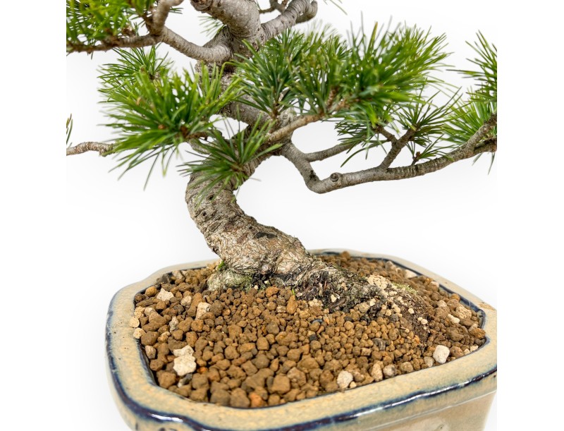 Pinus Pentaphylla Nasukomachi - Pine five needles - 28 cm