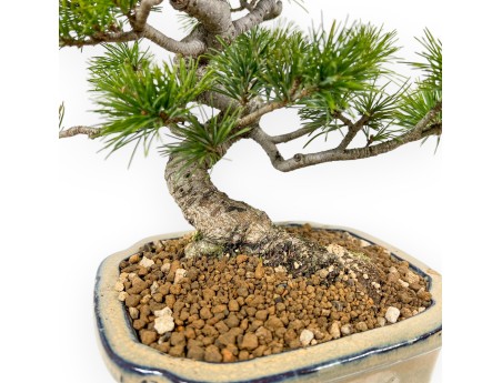 Pinus Pentaphylla Nasukomachi - Pino a cinque aghi - 28 cm