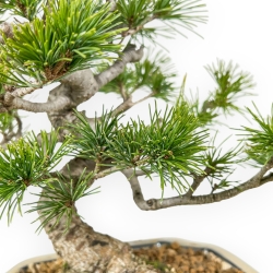 Pinus Pentaphylla Nasukomachi - Pino - 27 cm