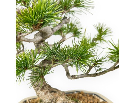 Pinus Pentaphylla Nasukomachi - Den - 28 cm