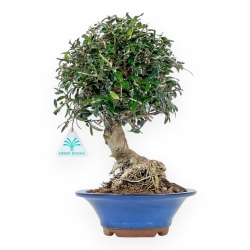 Olea Europaea Sylvestris - Olivo - 33 cm