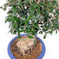 Olea Europaea Sylvestris - Olivo - 33 cm