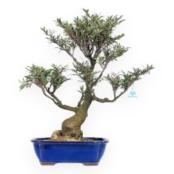 Eurya Japonica - 64 cm