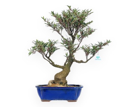 Eurya Japonica - 64 cm