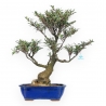 Eurya Japonica - 64 cm