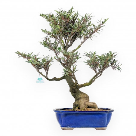 Eurya Japonica - 64 cm