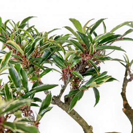 Eurya Japonica - 64 cm