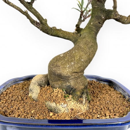 Eurya Japonica - 64 cm