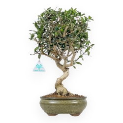 Olea Europaea Sylvestris - Olivier Européen - 42 cm
