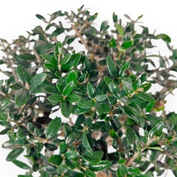 Olea Europaea Sylvestris - Olivier Européen - 42 cm