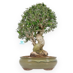 Olea Europaea Sylvestris - European Olive - 54 cm