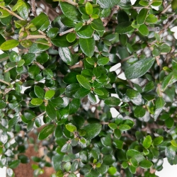 Olea Europaea Sylvestris - European Olive - 54 cm