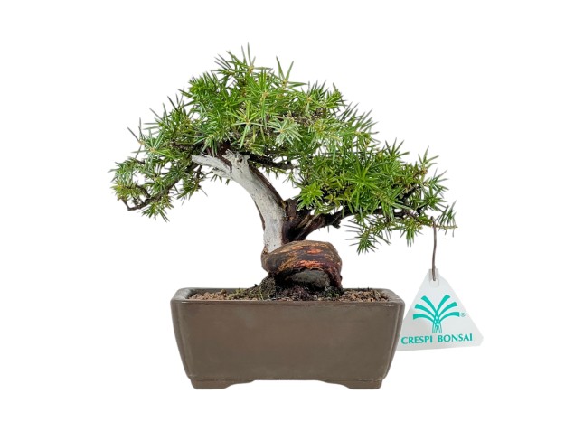 Juniperus Rigida - Wacholder - 17 cm