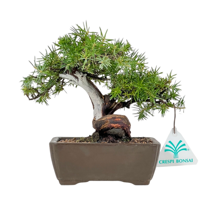 Juniperus Rigida - Ginepro - 17 cm