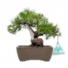 Juniperus Rigida - Ginepro - 17 cm