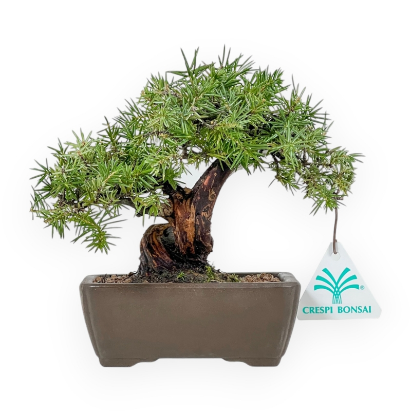 Juniperus Rigida - Ginepro - 17 cm