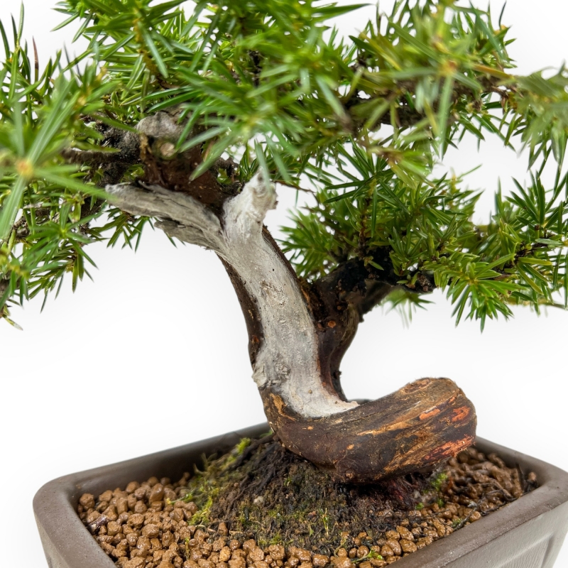 Juniperus Rigida - Ginepro - 17 cm