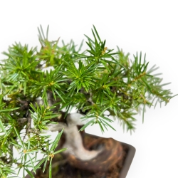 Juniperus Rigida - Ginepro - 17 cm