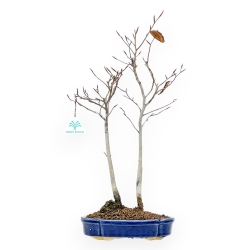 Fagus Crenata - Faggio - 46 cm