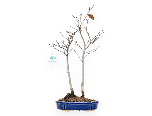 Fagus Crenata - Hêtre du Japon - 46 cm
