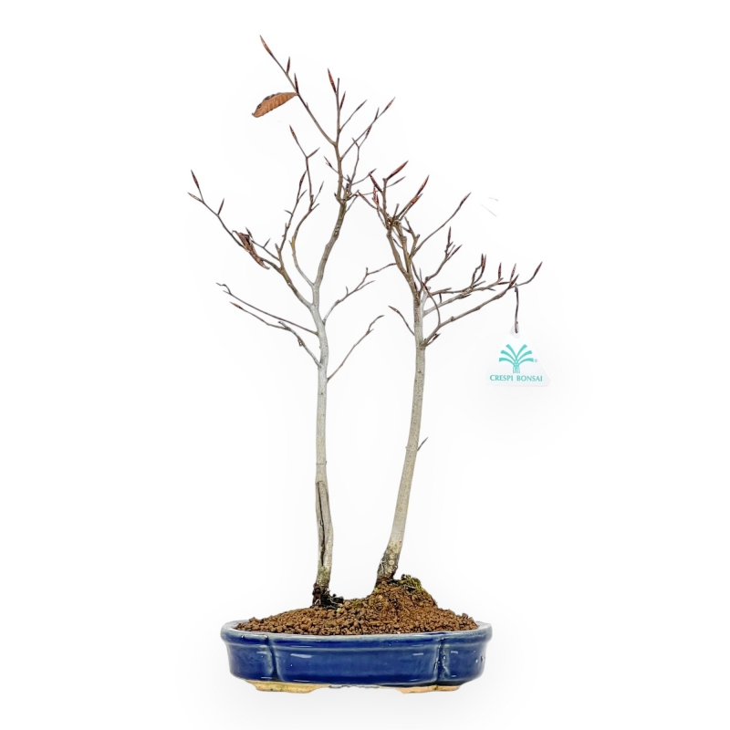 Fagus Crenata - Faggio - 46 cm