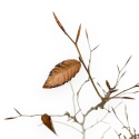 Fagus Crenata - Faggio - 46 cm