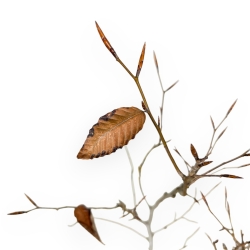 Fagus Crenata - Faggio - 46 cm
