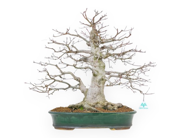 Acer Palmatum Viridis - Esdoorn - 53 cm