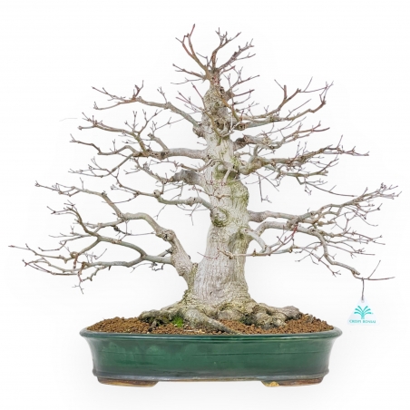 Acer Palmatum Viridis - Maple - 53 cm