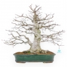 Acer Palmatum Viridis - Acero - 53 cm
