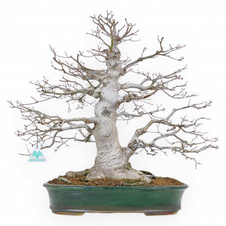 Acer Palmatum Viridis - Esdoorn - 53 cm