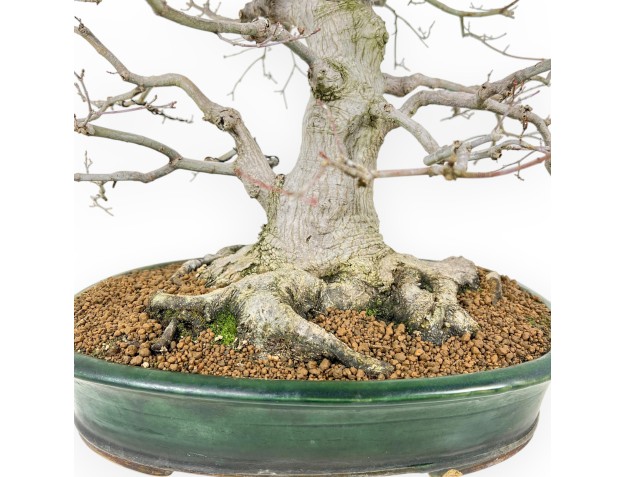 Acer Palmatum Viridis - Ahorne - 53 cm 2