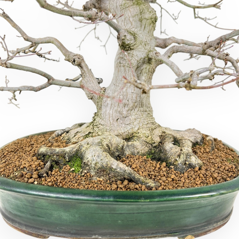 Acer Palmatum Viridis - Esdoorn - 53 cm