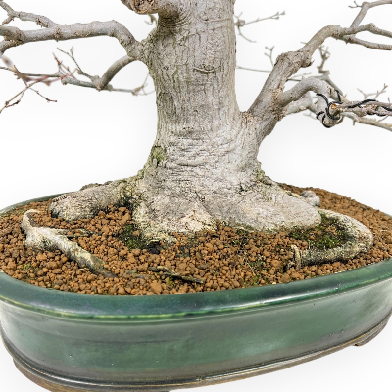 Acer Palmatum Viridis - Maple - 53 cm