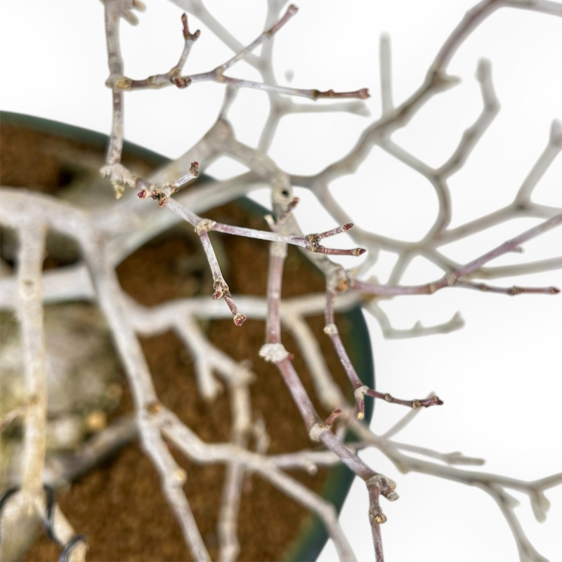 Acer Palmatum Viridis - Ahorne - 53 cm