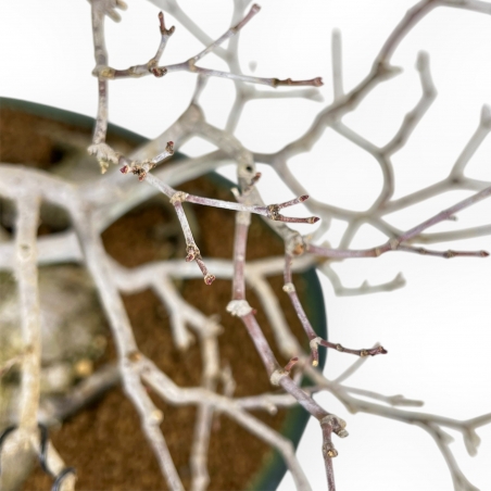 Acer Palmatum Viridis - Arce - 53 cm