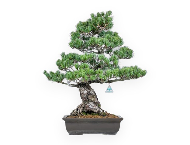 Pinus Pentaphylla - Kiefern - 65 cm