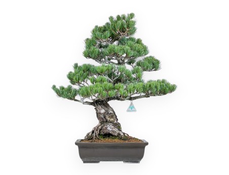 Pinus Pentaphylla - Kiefern - 65 cm