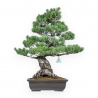 Pinus Pentaphylla - Pino a cinque aghi - 65 cm