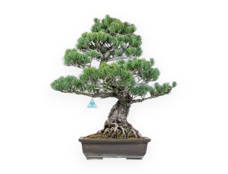 Pinus Pentaphylla - Kiefern - 65 cm