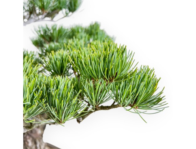 Pinus Pentaphylla - Kiefern - 65 cm 2
